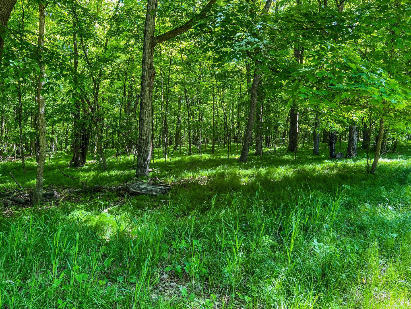 TBD Tract A Damsgaard Road, Bay Lake Twp, MN 56444