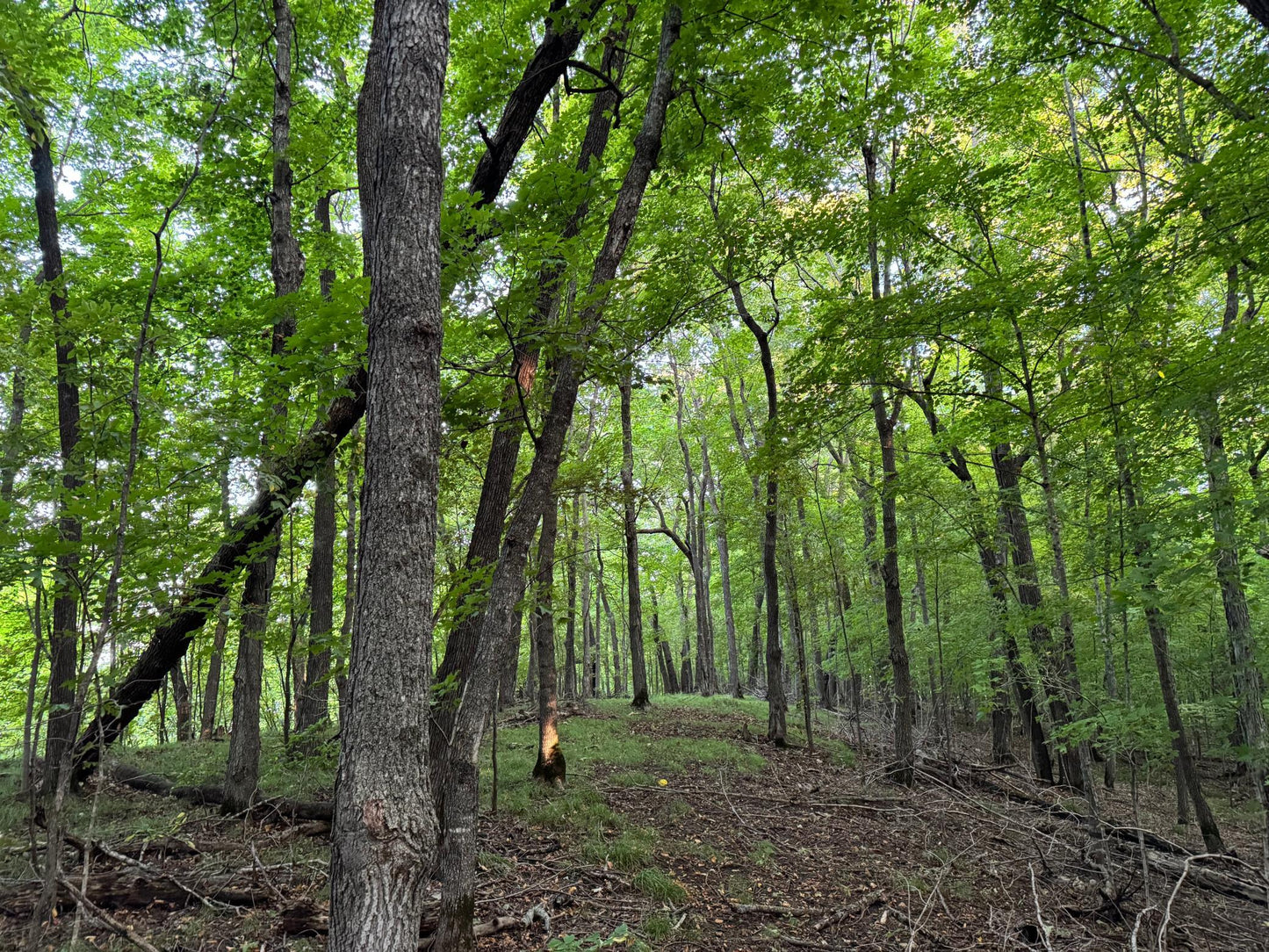 (LOT 3) TBD Rock Lake Road, Rochert, MN 56578