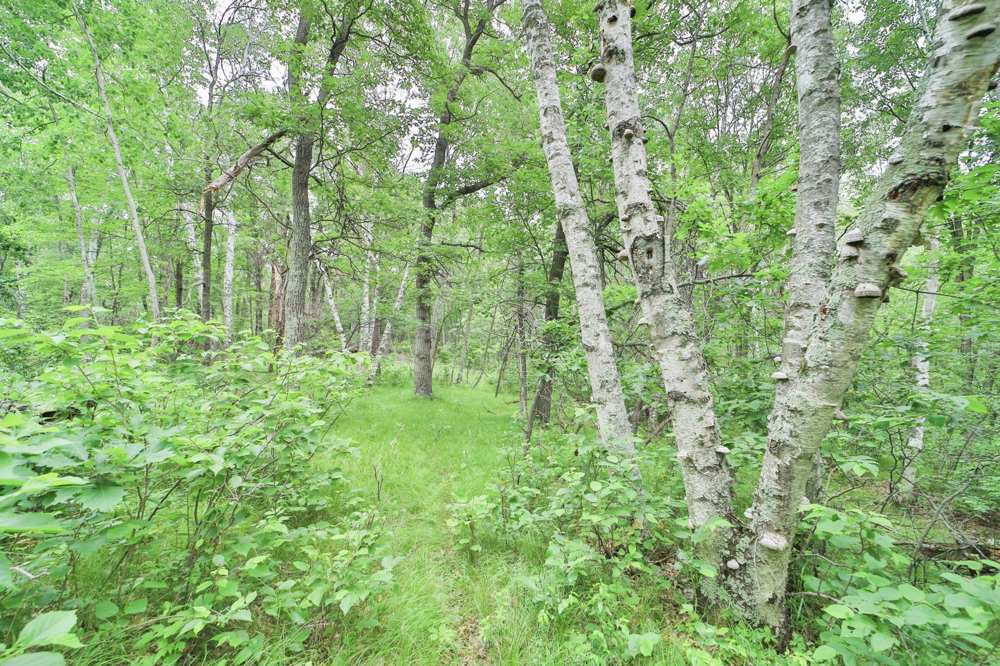 XXX Beaver Dam Road, Brainerd, MN 56401